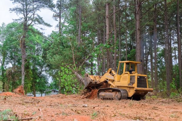 Trees Clearing in Carlisle