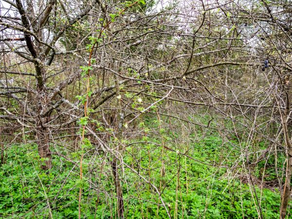 Underbrush Clearing in Carlisle