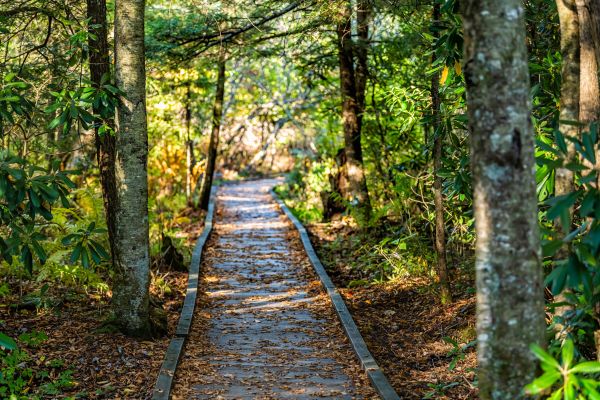 Cost of Trail Clearing in Carlisle