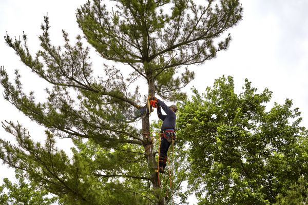 Pine Tree Removal